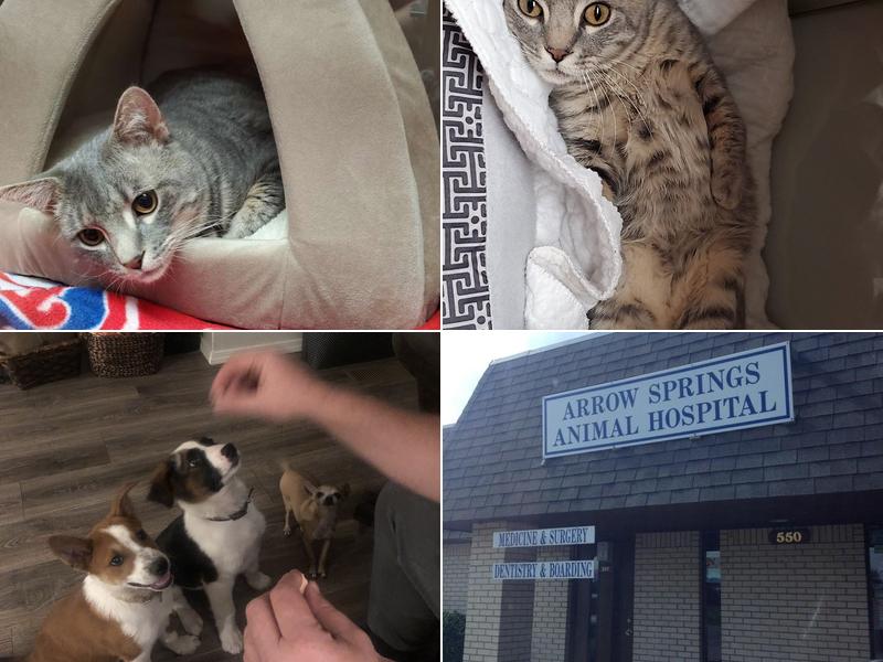 Arrow Springs Animal Hospital: Burris Randal DVM