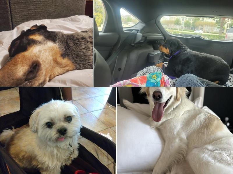 Dallas Veterinary Surgical Center (DVSC) - Plano