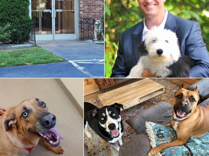 Western Carolina Veterinary Surgery