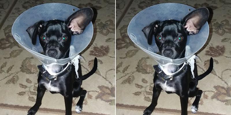 Community Animal Hospital: Vann Covey DVM