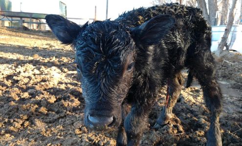 Powell Veterinary Services Powell