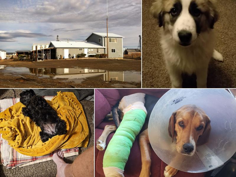 Treasure Veterinary Service