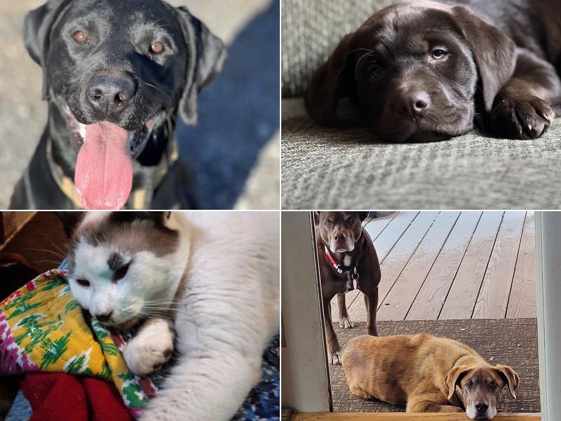 Modoc Veterinary Center