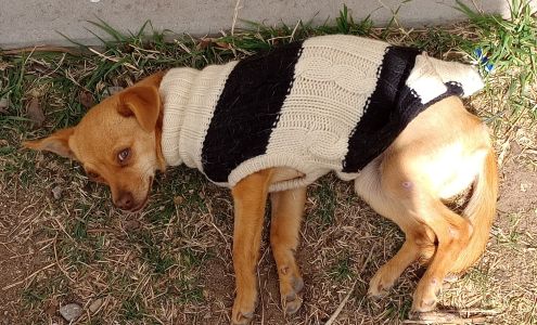 South Springs Animal Hospital 3501 Old Dexter Hwy, Roswell New Mexico 88203