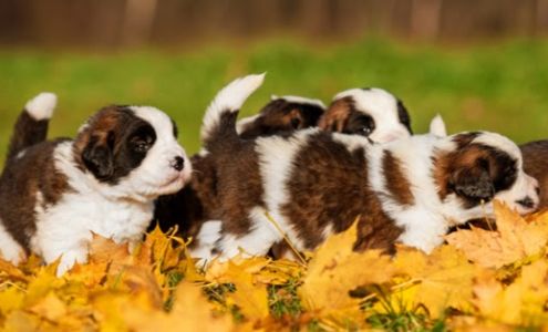 Magnolia Pet Wellness Center