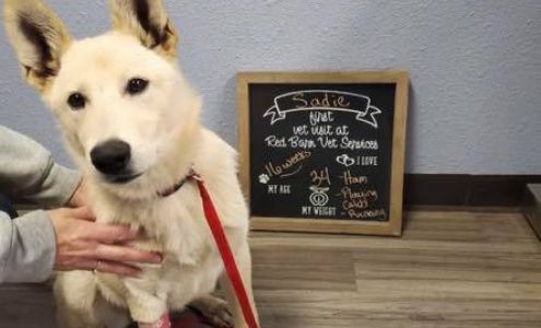 Stansbery Charly DVM Sheldon