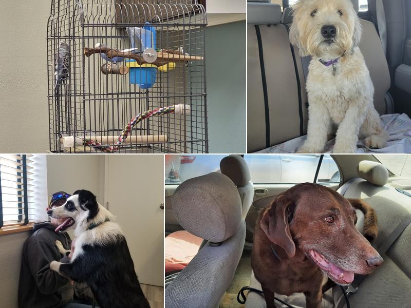 Buffalo Veterinary Clinic