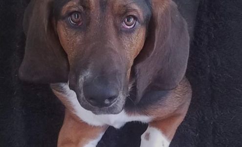 Deepwoods Veterinary Services Bruce Crossing