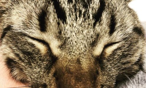 The Pet Wellness Center