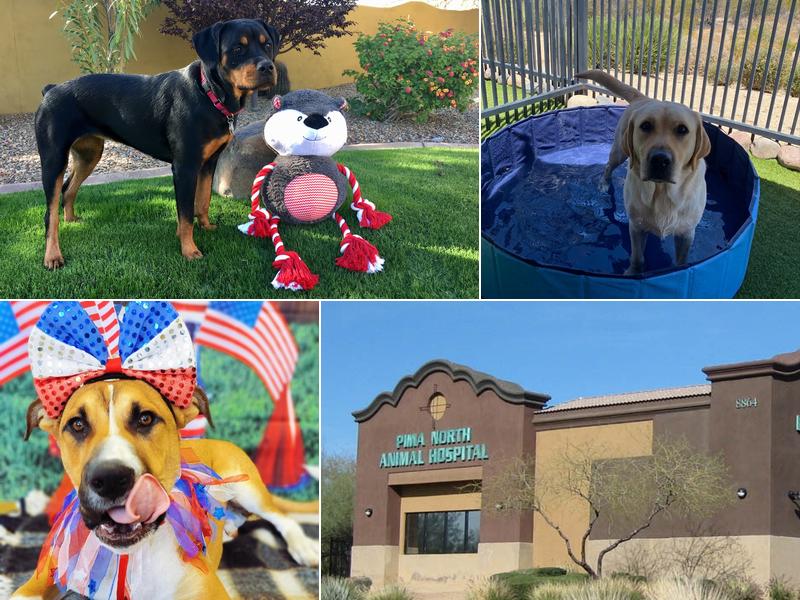 Pima North Animal Hospital