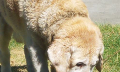 Sioux Nation Ag -Chamberlain/Mid River Veterinary Clinic