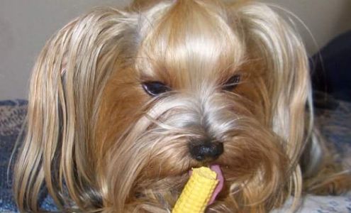 Bishop Veterinary Hospital at Mammoth Mammoth Lakes