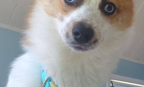 Northland Veterinary Clinic 1111 Hecla St #1, Hancock Michigan 49930