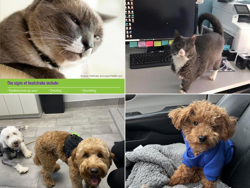 Long Island Spay and Neuter