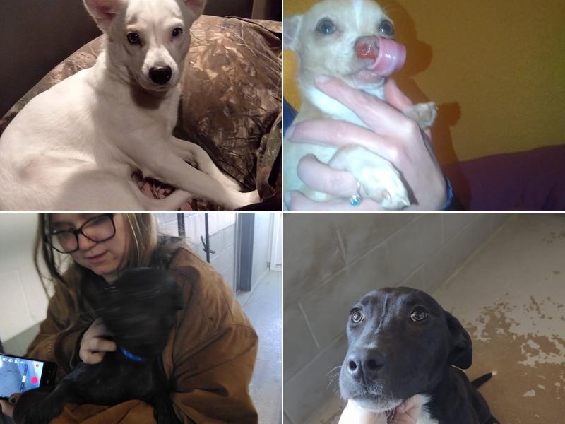 Osborne Veterinary Clinic