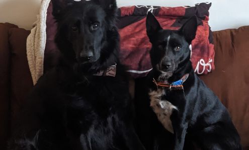 Curtis Veterinary Clinic Gould City