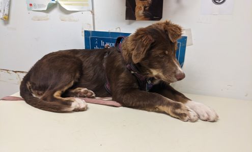 Chinle Veterinary Clinic Chinle