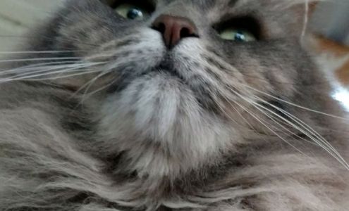 Conrad Veterinary Hospital Conrad