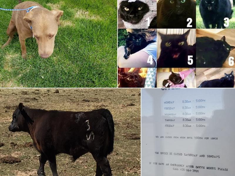 Gunnison Bend Veterinarian Services