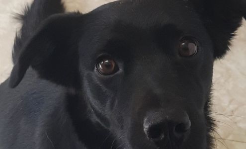 Plentywood Veterinary Clinic 4261 MT-16, Plentywood Montana 59254