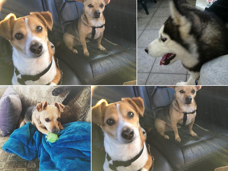 Four Paws Pet Hospital