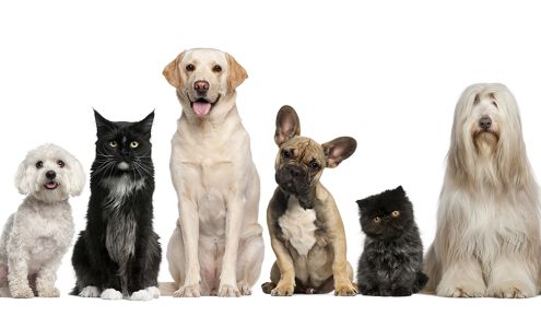 Ark Valley Animal Hospital La Junta