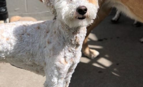 Dr. Bobby Cawthron - Aspen Grove Veterinary Care