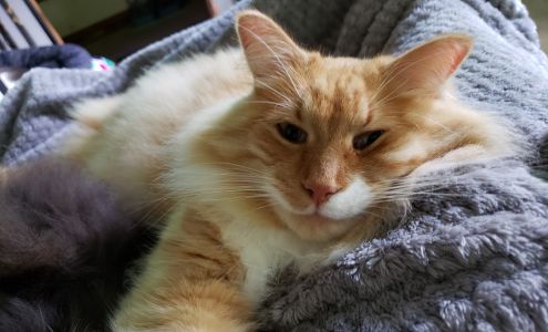 Hurley Area Animal Hospital Inc. Hurley