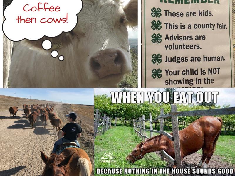 Broken Bow Animal Hospital