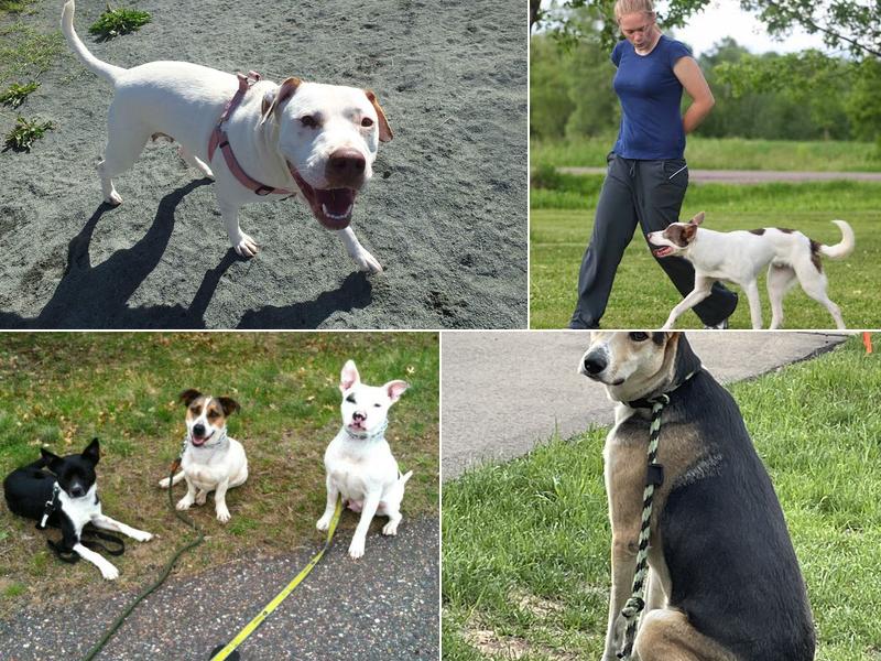 Northwoods Canine Connection, LLC