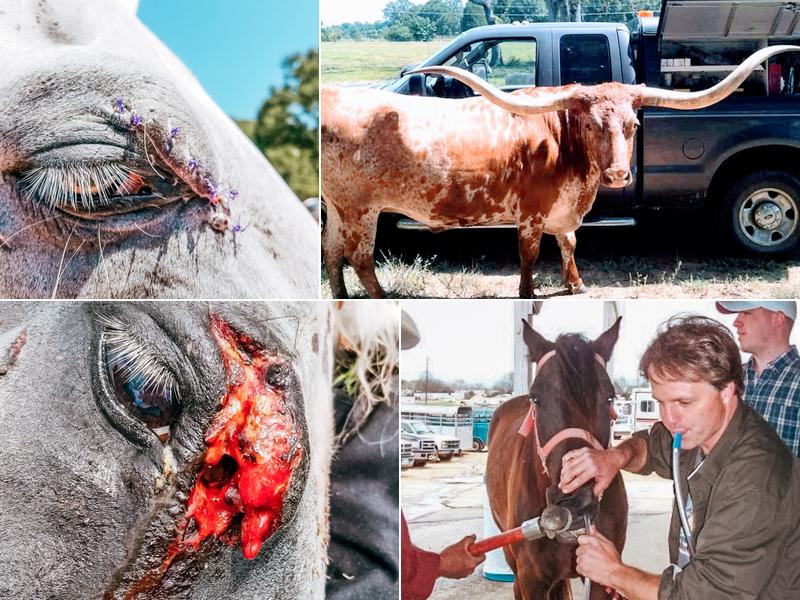 Custard Veterinary Services: Custard Sean L DVM