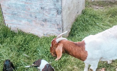 Custard Veterinary Services: Custard Sean L DVM 6431 Applewood Ct, Montgomery Alabama 36117