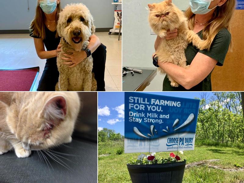 Town & Country Animal Hospital: Dziedzicki Ellen M DVM