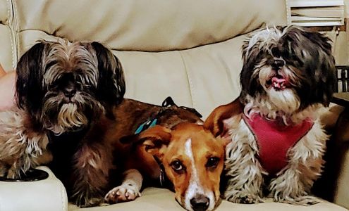 VETCO Vaccination Clinic at PETCO