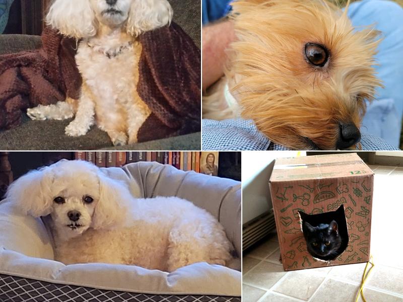 Pines Meadow Veterinary Clinic