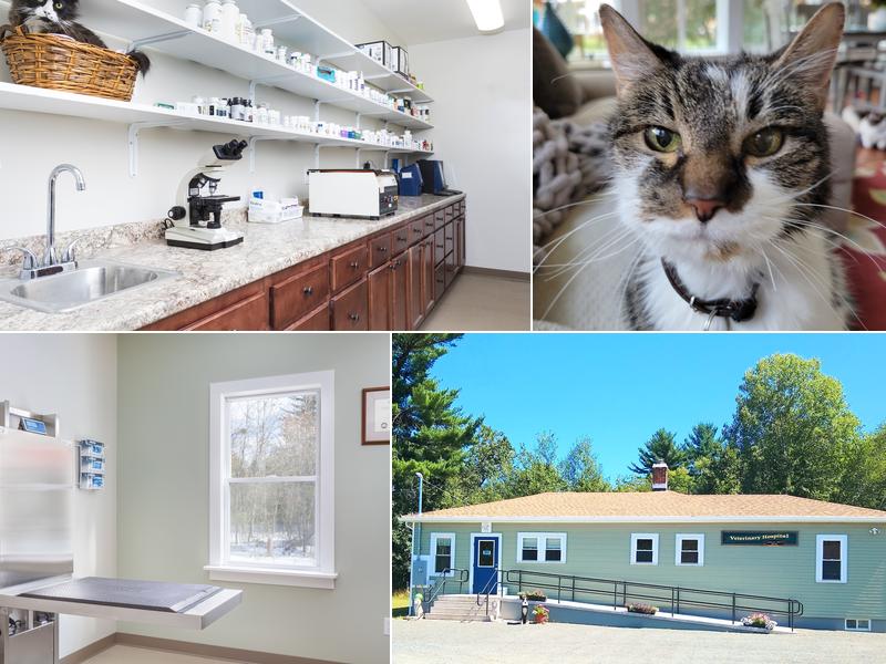 Lauralyn J. Brown DVM