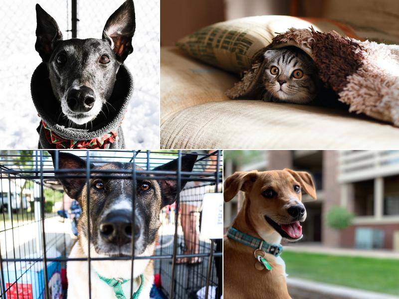 San Juan Animal Hospital: Chick Mark G DVM