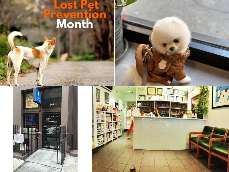 Lenox Hill Veterinarians