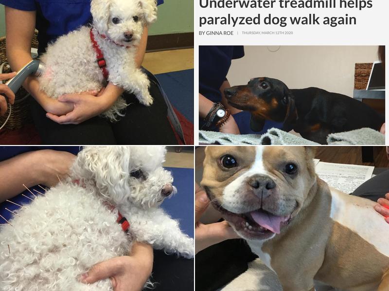 Utah Pet Rehab and Acupuncture, LLC