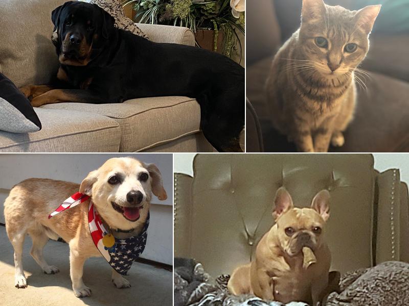 Charles Paul Ulrich, DVM