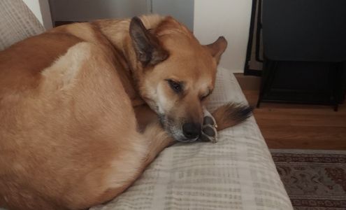 Silver Cliff Vet Clinic Lusk