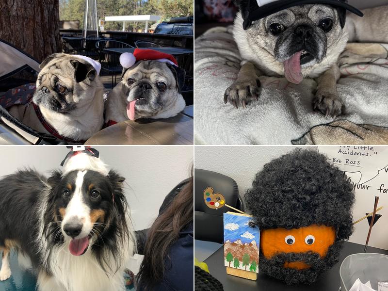 Eye Care for Animals - Upland