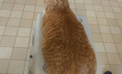 Baldy View Animal Hospital 1497 Foothill Blvd, La Verne California 91750