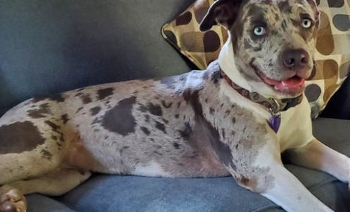 Hanabelle Animal Services Hana