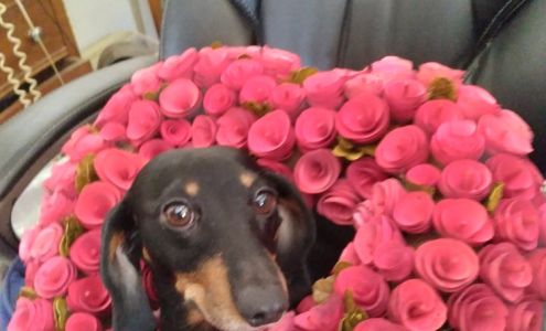 Wimmer C O DVM Rockford