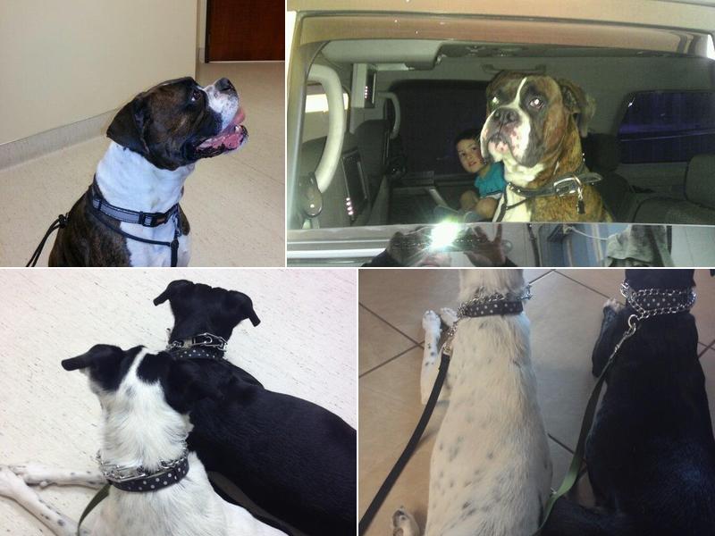 Dr. Jackie Thomas, DVM