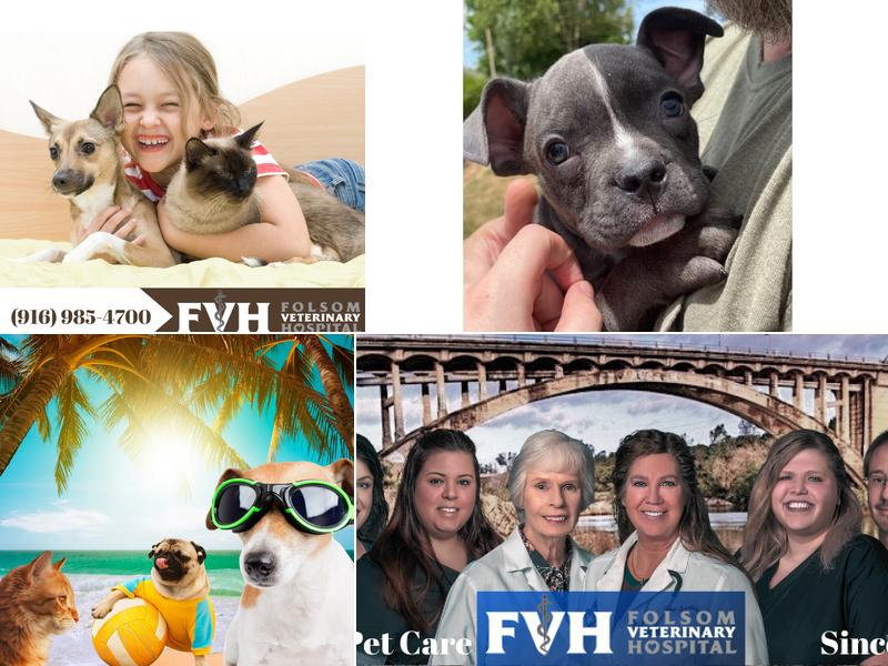 Heidi Tijsseling, DVM