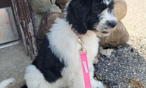 Joel Parraghi D.V.M. Croswell