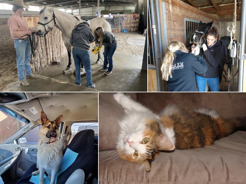 Rocking KM Veterinary Service, LLC