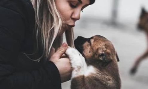 Green Cathleen DVM w/ Heart's Companion 119 Bell St, Reno Nevada 89503